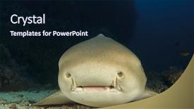  Presentation with shark - Beautiful slide deck featuring cute leopard shark smiling face backdrop and a wine colored foreground