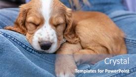  Presentation with jeans denim - Slides with cute-light-brown-spaniel-puppy background and a teal colored foreground