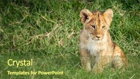  Presentation with lion - Presentation with cute lion cub panthera leo background and a tawny brown colored foreground