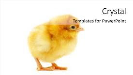  Presentation with chick - PPT layouts having cute little baby chicken isolated background and a white colored foreground