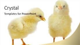  Presentation with chick - Presentation having cute little baby chicken background and a white colored foreground