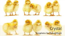  Presentation with animal chicken - Presentation consisting of cute little baby chicken background and a blonde colored foreground