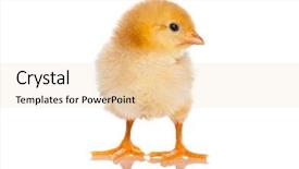  Presentation with cute baby - Beautiful theme featuring cute little baby chicken backdrop and a lemonade colored foreground