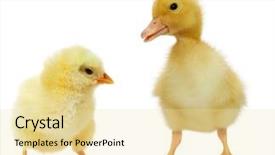  Presentation with cute baby - Audience pleasing presentation theme consisting of cute little baby chicken backdrop and a blonde colored foreground