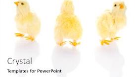  Presentation with chicks - Beautiful PPT layouts featuring cute little baby chicks over white background backdrop and a white colored foreground