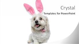  Presentation with pink white - Cool new presentation theme with cute-little-bichon-dog-looking backdrop and a white colored foreground