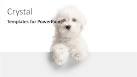  Presentation with dog baby cute child - PPT theme with cute-little-bichon-frise-dog background and a white colored foreground