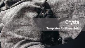  Presentation with lays - PPT theme with cute little black kitten lays background and a gray colored foreground