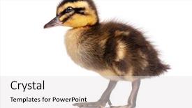  Presentation with newborn - Colorful presentation theme enhanced with cute little black newborn duckling backdrop and a light gray colored foreground