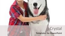  Presentation with husky - PPT theme featuring cute little boy with husky dog on white background background and a light gray colored foreground
