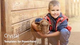  Presentation with zoo - PPT theme having sheep in petting zoo background and a coral colored foreground