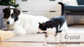  Presentation with dog christmas - Cool new presentation theme with cute-little-cat-and-dog backdrop and a lemonade colored foreground