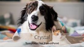  Presentation with cat dog - PPT theme featuring cute-little-cat-and-dog background and a coral colored foreground