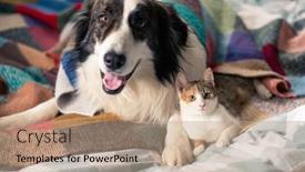  Presentation with cat dog - Slide deck consisting of cute-little-cat-and-dog background and a coral colored foreground