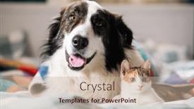  Presentation with dog cat - Slide deck consisting of cute-little-cat-and-dog and a mint green colored foreground