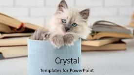  Presentation with cat - Audience pleasing presentation design consisting of cute little cat in box near books on light background backdrop and a light blue colored foreground