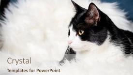  Presentation with sleeping - Slide set having cute-little-cat-sleeping background and a sky blue colored foreground