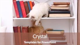  Presentation with cats - Presentation design consisting of cute little cats on shelf with books on light background background and a tawny brown colored foreground