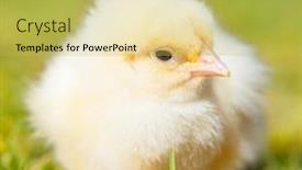  Presentation with chick - Slide set with cute-little-chick-on-green background and a yellow colored foreground