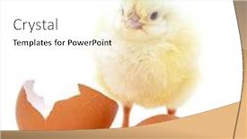  Presentation with chick - Audience pleasing slide set consisting of hen chicks - cute little chick on white backdrop and a white colored foreground