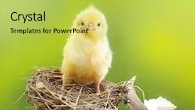  Presentation with cute baby - Amazing slide set having cute little chicken and nest backdrop and a yellow colored foreground