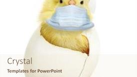  Presentation with chicken - Beautiful slide deck featuring cute-little-chicken-coming-out backdrop and a lemonade colored foreground