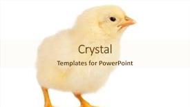  Presentation with animal chicken - Amazing slide deck having cute little chicken isolated backdrop and a lemonade colored foreground