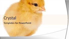  Presentation with chick - Slide deck consisting of cute little chicken isolated background and a  colored foreground