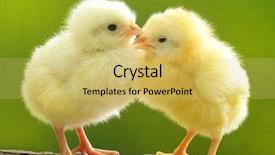  Presentation with chicken - Presentation design with cute little chicken over green natural background background and a yellow colored foreground