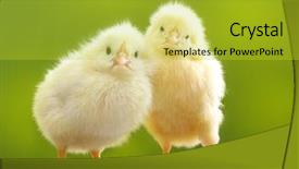  Presentation with chicken - Presentation design enhanced with cute little chicken over green background and a yellow colored foreground