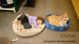  Presentation with testing - Presentation consisting of cute-little-child-and-corgi background and a coral colored foreground