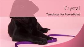  Presentation with leash - Slide set featuring cute little chocolate labrador puppy with leash on pink background background and a coral colored foreground