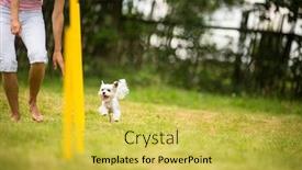  Presentation with agility - Presentation theme featuring cute-little-dog-doing-agility background and a yellow colored foreground