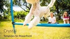 Presentation with agility - Amazing presentation theme having cute-little-dog-doing-agility backdrop and a yellow colored foreground