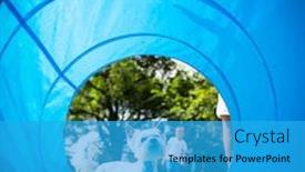  Presentation with agility - PPT theme consisting of cute-little-dog-doing-agility background and a teal colored foreground
