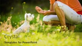  Presentation with agility - Cool new PPT theme with cute-little-dog-doing-agility backdrop and a yellow colored foreground