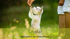  Presentation with agility - Amazing presentation design having cute-little-dog-doing-agility backdrop and a gold colored foreground