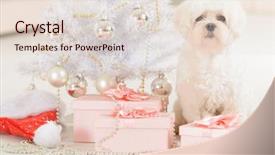  Presentation with dog christmas - PPT theme enhanced with cute little dog maltese sitting with gifts near christmas tree and santa claus hat background and a lemonade colored foreground