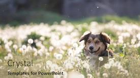  Presentation with cute cat and dog - Amazing theme having cute-little-dog-posing backdrop and a coral colored foreground