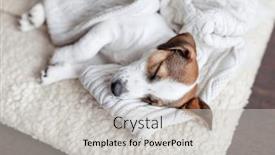  Presentation with russell - PPT theme having cute-little-dog-sleeps background and a light gray colored foreground