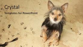  Presentation with floor - Slides having cute little dog with dirty background and a coral colored foreground