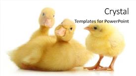 Presentation with chicken - Presentation design featuring cute little duckling and chicken background and a white colored foreground