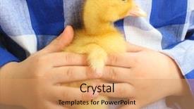  Presentation with cute baby - PPT theme having cute little duckling in baby background and a coral colored foreground