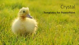  Presentation with garden - Colorful slides enhanced with cute little duckling in garden backdrop and a gold colored foreground