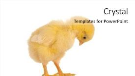  Presentation with pair eyes looking down - Colorful slide set enhanced with cute little easter chick looking backdrop and a white colored foreground