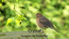  Presentation with juvenile - Colorful slide set enhanced with cute little female eurasian blackbird backdrop and a  colored foreground