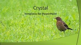  Presentation with juvenile - Theme with cute little female eurasian blackbird background and a yellow colored foreground