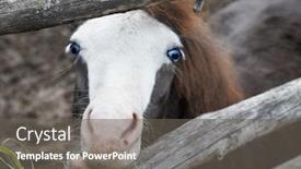  Presentation with foal - Beautiful PPT theme featuring cute-little-foal-pony backdrop and a gray colored foreground