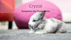  Presentation with bunny - Cool new theme with cute-little-furry-rabbit-bunny backdrop and a lemonade colored foreground