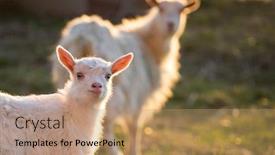  Presentation with cute - PPT layouts with cute-little-goatling-and-goat background and a coral colored foreground